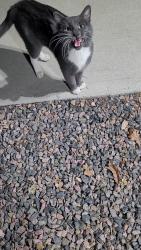 Found/Stray Unknown Cat last seen Thornton Ridge apmts, Thornton, CO 80229