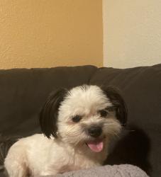 Lost Male Dog last seen Alley way, Ivanhoe, CA 93235