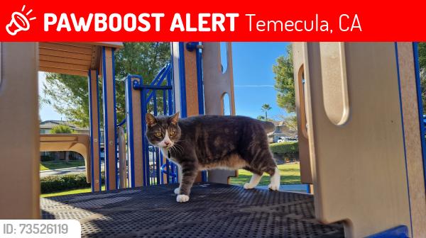 Lost Male Cat last seen Near Bonita Mesa ST, Temecula, CA 92592