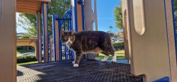 Lost Male Cat last seen Near Bonita Mesa ST, Temecula, CA 92592