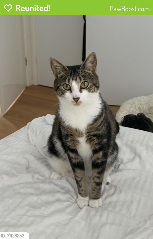 Reunited Female Cat last seen A’Beckett street Prahran, Prahran, VIC 3181
