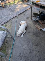 Lost Female Dog last seen Near 94 th ave e Graham WA 98338, Graham, WA 98338