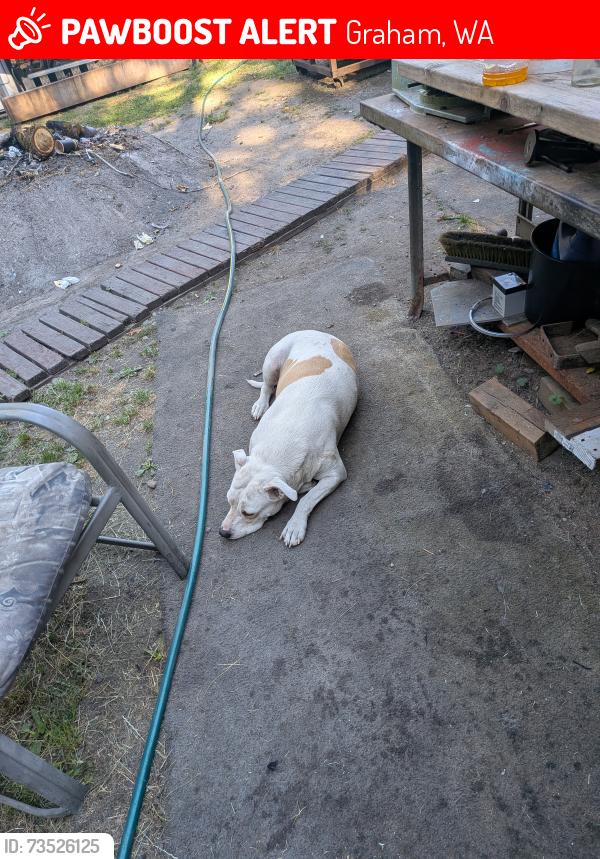 Lost Female Dog last seen Near 94 th ave e Graham WA 98338, Graham, WA 98338