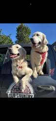 Reunited Female Dog last seen The Dyke Webster Landing, Chilliwack, BC V2R 4P8