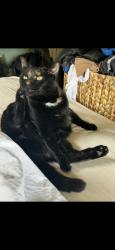 Reunited Female Cat last seen SE 17th Ave & SE Alder St, Portland, OR 97214, USA, Portland, OR 97214