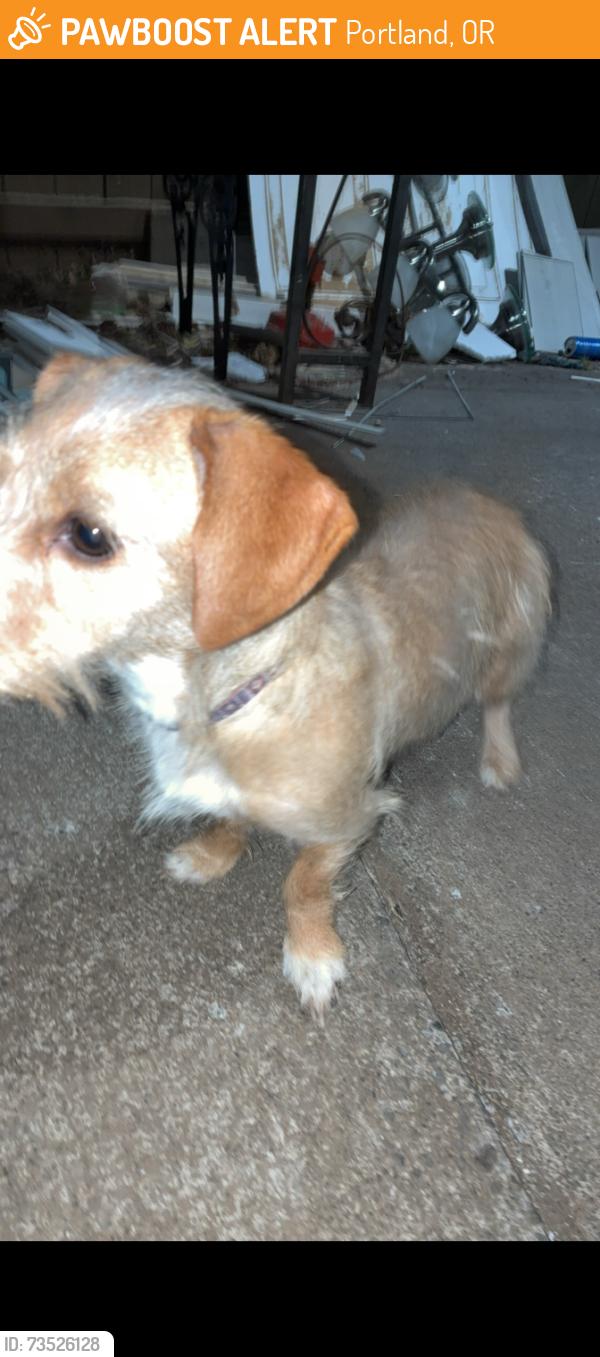 Found/Stray Female Dog last seen 162nd and division, Portland, OR 97233