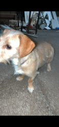 Found/Stray Female Dog last seen 162nd and division, Portland, OR 97233