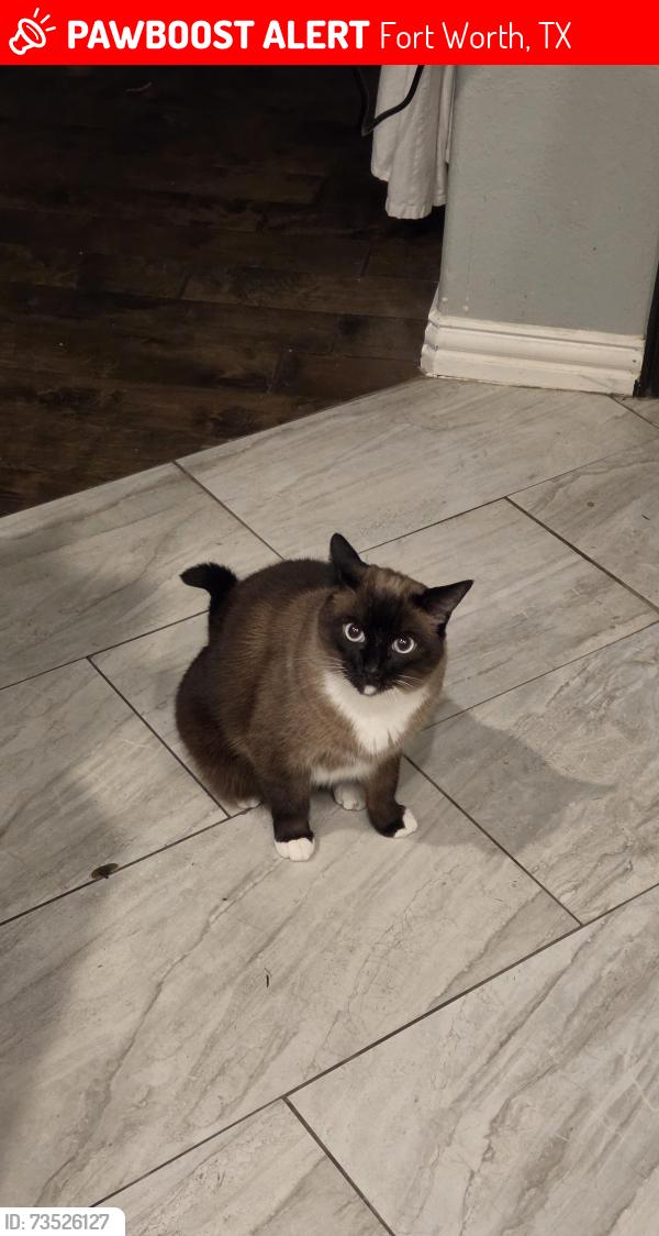 Lost Female Cat last seen Heritage trace Pkwy, Fort Worth, TX 76244