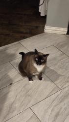 Lost Female Cat last seen Heritage trace Pkwy, Fort Worth, TX 76244