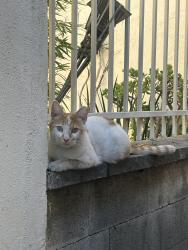 Found/Stray Male Cat last seen Near pine spring Ct, San Jose, CA 95121