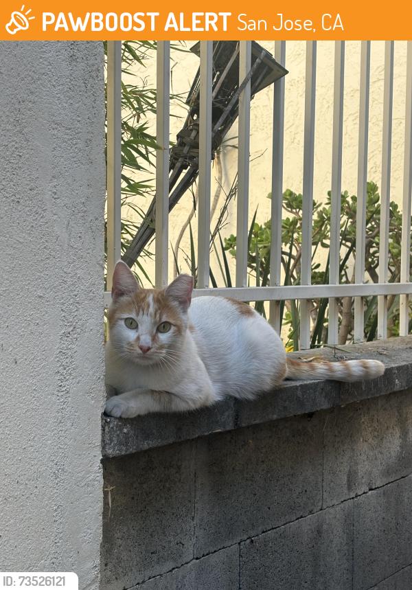Found/Stray Male Cat last seen Near pine spring Ct, San Jose, CA 95121