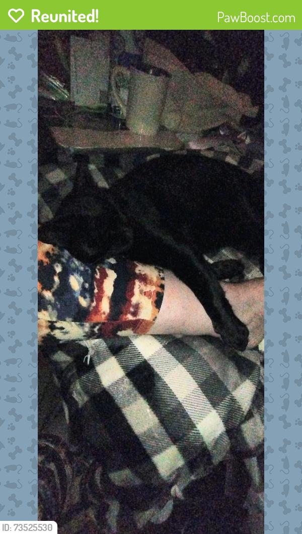 Reunited Male Cat last seen 23rd sw & sw 341st place, Federal Way, WA 98023