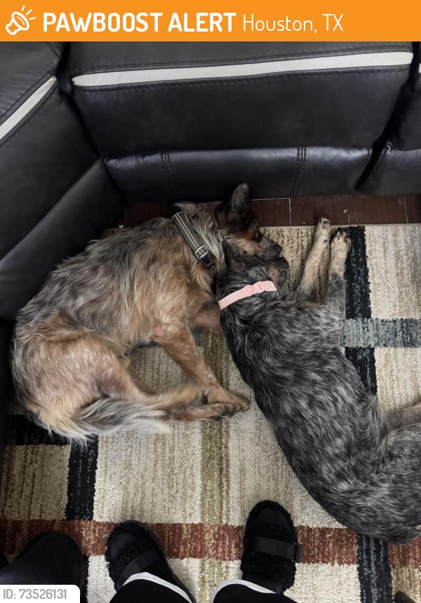 Found/Stray Male Dog last seen Silver Oak Trails, Houston, TX 77064