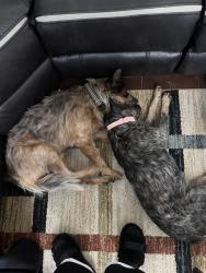 Found/Stray Male Dog last seen Silver Oak Trails, Houston, TX 77064