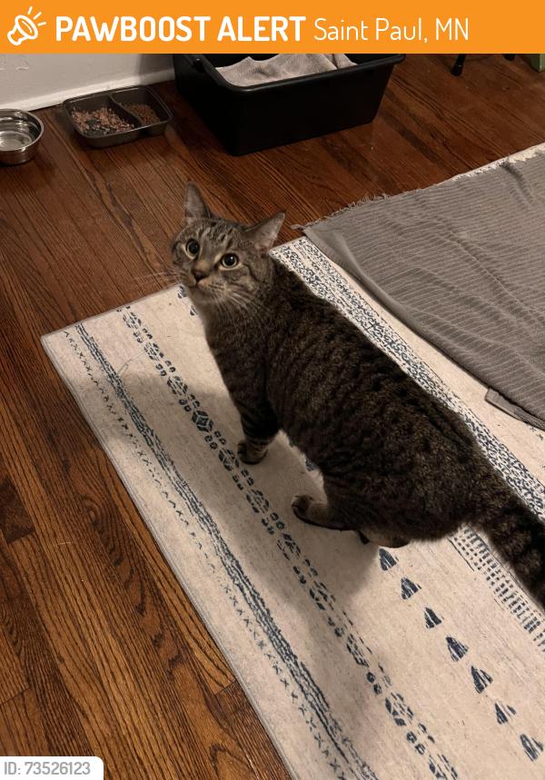 Found/Stray Male Cat last seen Como Avenue & Dale, Saint Paul, MN 55103