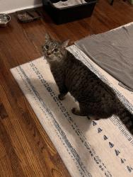 Found/Stray Male Cat last seen Como Avenue & Dale, Saint Paul, MN 55103