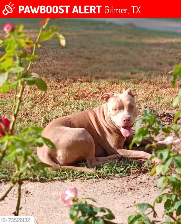 Lost Female Dog last seen Off of fm 726, Gilmer, TX 75645