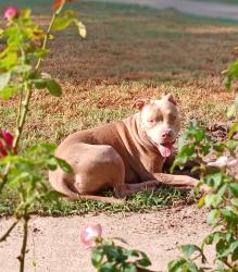 Lost Female Dog last seen Off of fm 726, Gilmer, TX 75645