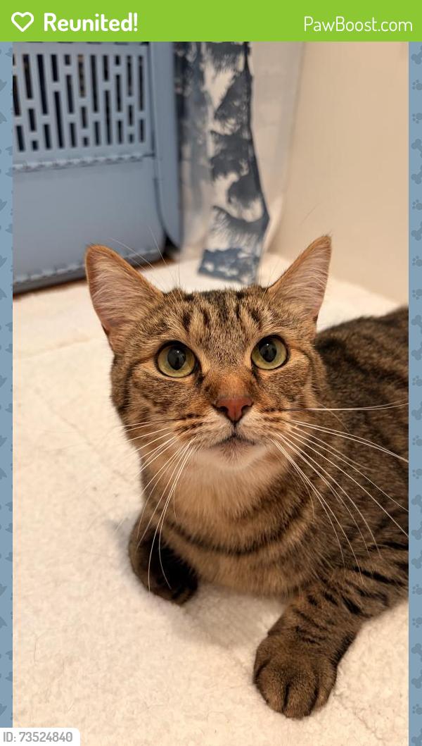 Reunited Female Cat last seen Deveraux Glen Wetlands, Cedar Mill, OR 97229