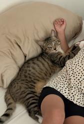 Lost Male Cat last seen Swartz ave, Virginia Ave., Sebastopol, CA 95472