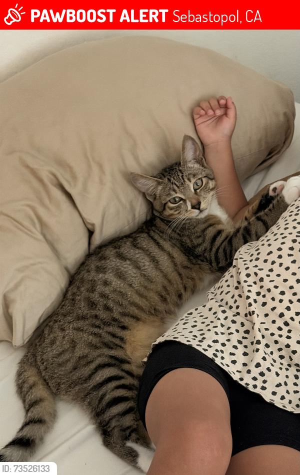 Lost Male Cat last seen Swartz ave, Virginia Ave., Sebastopol, CA 95472