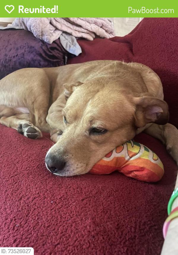 Reunited Male Dog last seen Shawna Ave and Alana Ave york (Mill Creek ests), York, PA 17402
