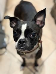 Found/Stray Female Dog last seen Near Venice Way, Inglewood, CA 90302, Inglewood, CA 90302