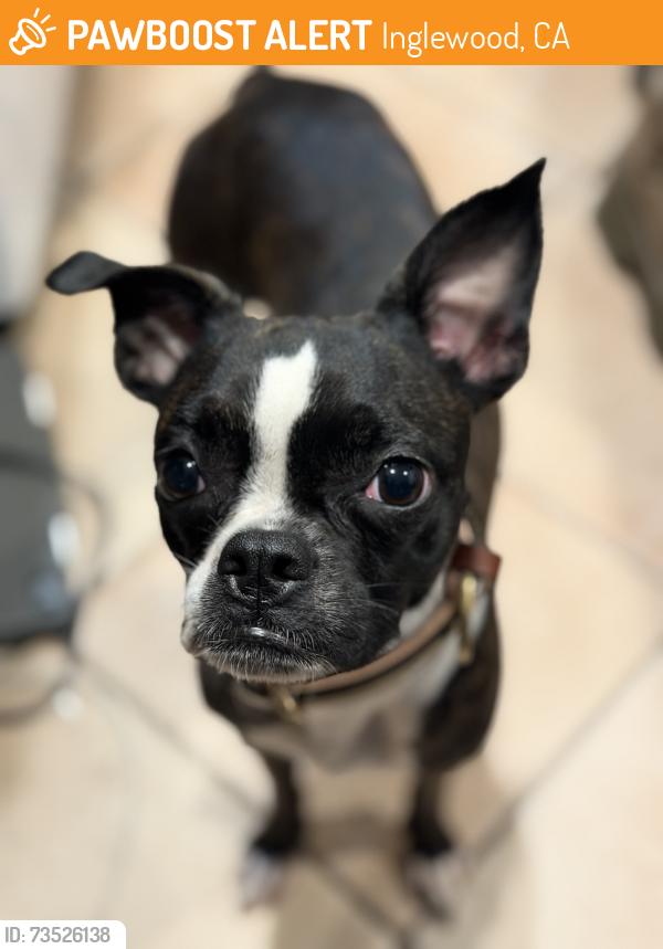 Found/Stray Female Dog last seen Near Venice Way, Inglewood, CA 90302, Inglewood, CA 90302
