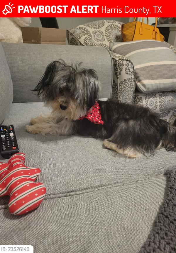 Lost Female Dog last seen Broken elm dr, Harris County, TX 77388
