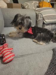 Lost Female Dog last seen Broken elm dr, Harris County, TX 77388