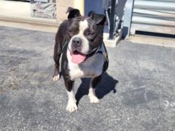 Shelter Stray Male Dog last seen , 957 N Gaffey St, San Pedro, CA 90731, USA