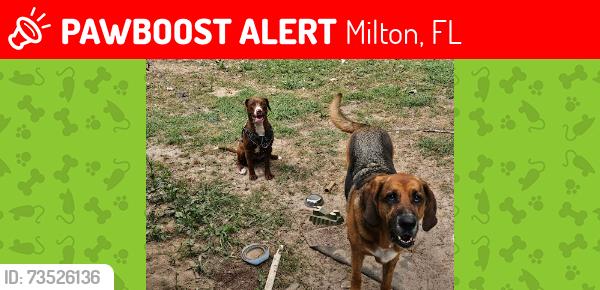 Lost Female Dog last seen Forest Dr & Sycamore St, Milton, FL 32570