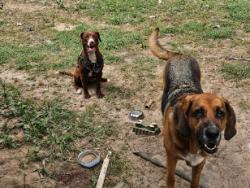 Lost Female Dog last seen Forest Dr & Sycamore St, Milton, FL 32570