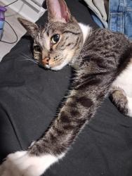 Reunited Male Cat last seen Train station near me, Philadelphia, PA 19111