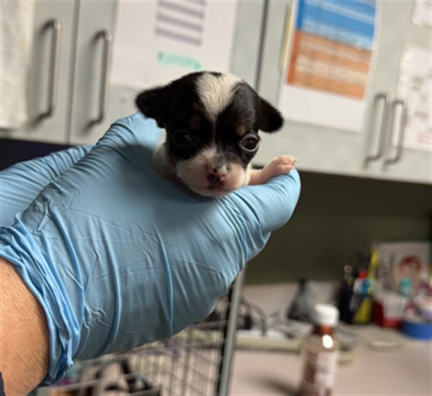Shelter Stray Female Dog last seen Near BLOCK CALVIN, 2020 Forest St, Jacksonville, FL 32204, USA