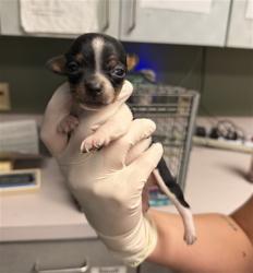 Shelter Stray Male Dog last seen Near BLOCK CALVIN, 2020 Forest St, Jacksonville, FL 32204, USA