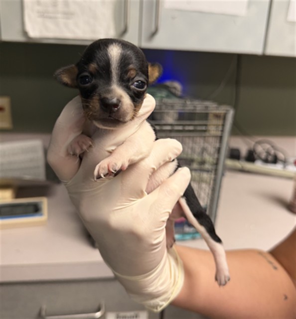 Shelter Stray Male Dog last seen Near BLOCK CALVIN, 2020 Forest St, Jacksonville, FL 32204, USA