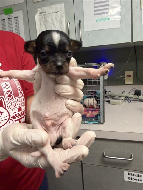 Shelter Stray Male Dog last seen Near BLOCK CALVIN, 2020 Forest St, Jacksonville, FL 32204, USA