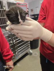 Shelter Stray Male Cat last seen IN YARD, 2020 Forest St, Jacksonville, FL 32204, USA