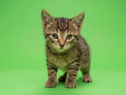 Shelter Stray Female Cat last seen Near BLOCK FOREST ST, 2020 Forest St, Jacksonville, FL 32204, USA