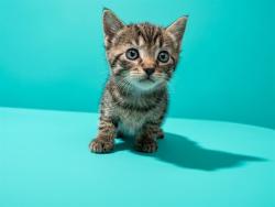 Shelter Stray Male Cat last seen Near BLOCK ATLANTIC BLVD, 2020 Forest St, Jacksonville, FL 32204, USA