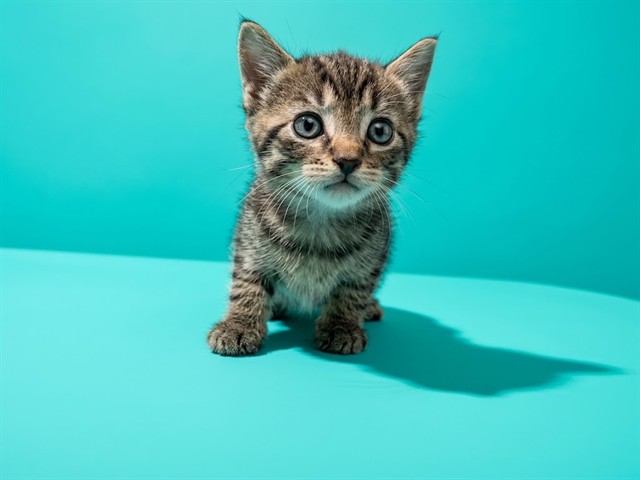 Shelter Stray Male Cat last seen Near BLOCK ATLANTIC BLVD, 2020 Forest St, Jacksonville, FL 32204, USA