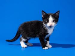 Shelter Stray Male Cat last seen Near BLOCK ATLANTIC BLVD, 2020 Forest St, Jacksonville, FL 32204, USA