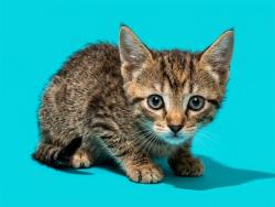 Shelter Stray Female Cat last seen Near BLOCK ATLANTIC BLVD, 2020 Forest St, Jacksonville, FL 32204, USA