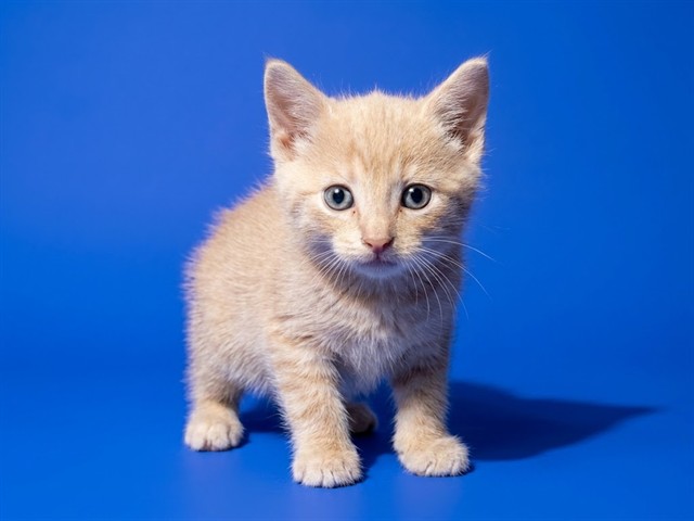 Shelter Stray Male Cat last seen IONIA ST, 2020 Forest St, Jacksonville, FL 32204, USA