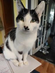 Reunited Male Cat last seen Sir hiltons road, West Midlands, England 