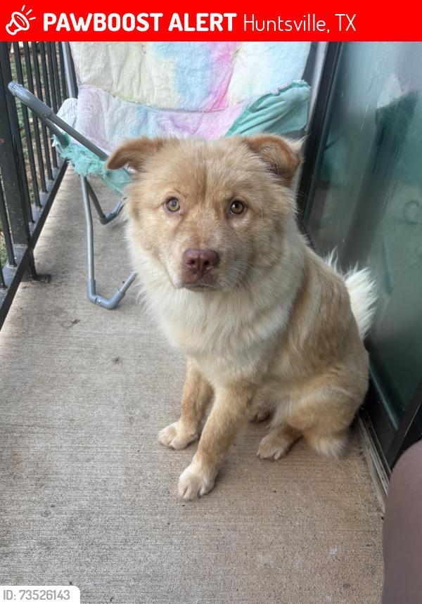 Lost Female Dog last seen Avenue m and lake rd Huntsville tx, Huntsville, TX 77340