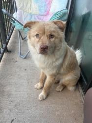 Lost Female Dog last seen Avenue m and lake rd Huntsville tx, Huntsville, TX 77340