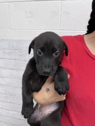 Shelter Stray Male Dog last seen BORN AT SHELTER, 333 Chandler Pl, San Bernardino, CA 92408, USA