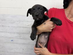 Shelter Stray Male Dog last seen BORN AT SHELTER, 333 Chandler Pl, San Bernardino, CA 92408, USA